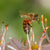 IS NATURE MORE SENSITIVE THAN WE THINK? Birds, bees and electromagnetic fields